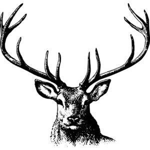 Buck